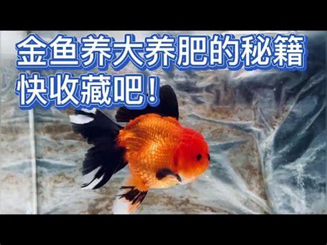 金魚數量 風水|【金魚要養幾隻】金魚要養幾隻？掌握風水秘訣，招財納福！